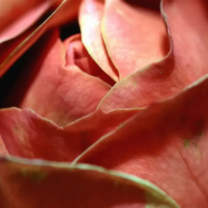 An extreme close view of a coral rose, its outer petals curling and softening at the edges