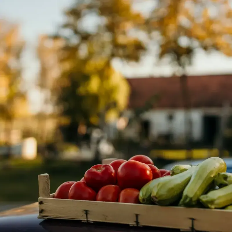 A wooden crate of ripe tomatoes and zucchini outdoors in low autumn sun, a farmhouse soft in the background