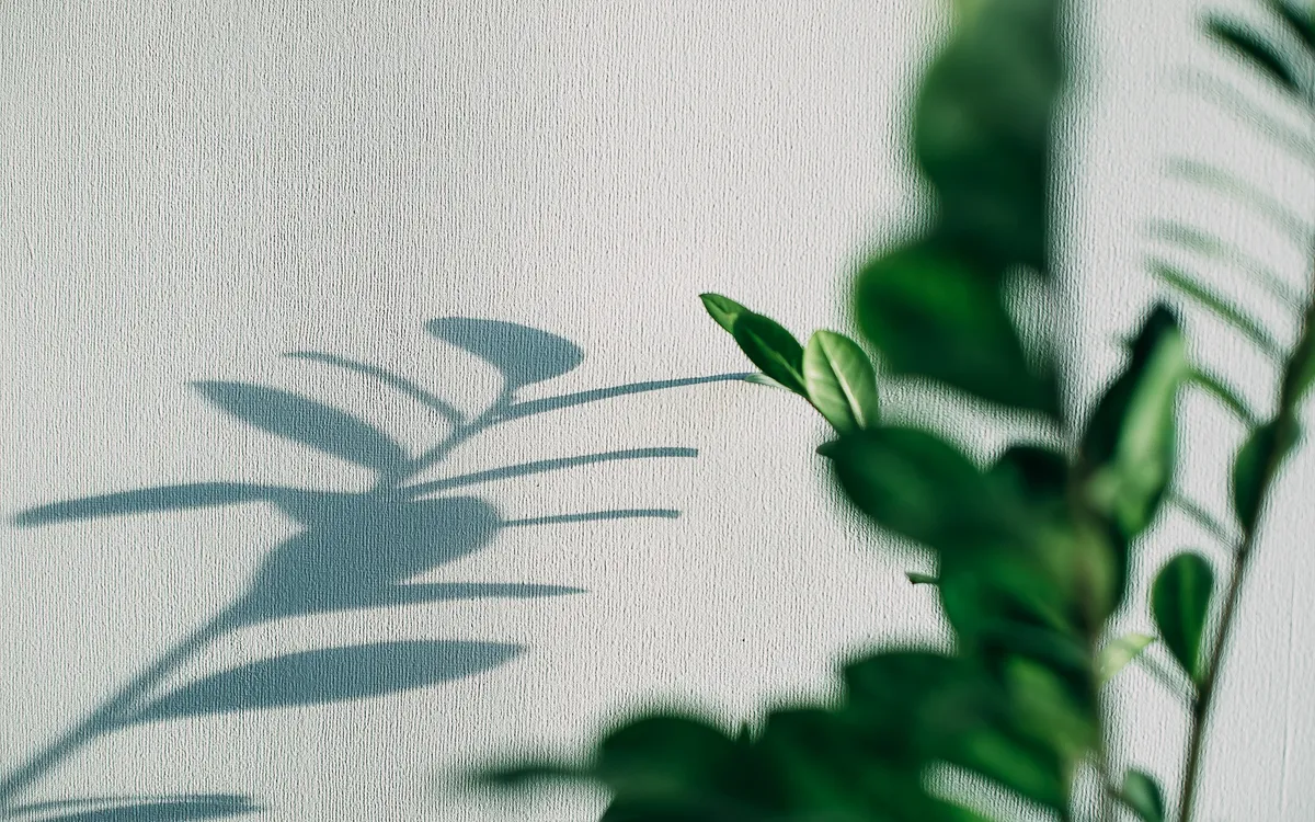 A green leafy plant casting soft shadows across a pale textured wall